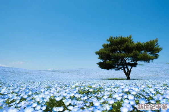 亚洲一区黄色一片花海美景如画春暖花开