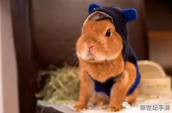 好看的毛片原来是指这些可爱的动物们：猫咪、兔子、小熊等，它们蓬松柔软的毛发让人忍不住想摸一摸，感受那份温暖与治愈