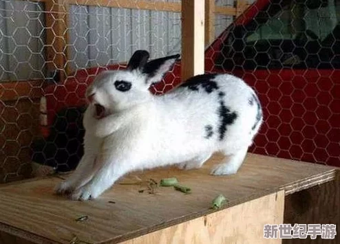 好看的毛片原来是指这些可爱的动物们：猫咪、兔子、小熊等，它们蓬松柔软的毛发让人忍不住想摸一摸，感受那份温暖与治愈