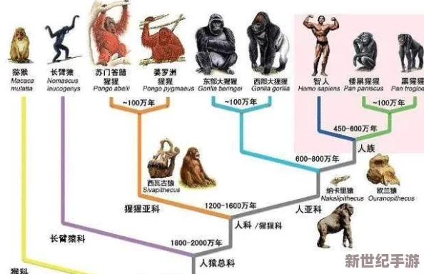 疯狂原始伦交最新研究揭示其社会结构与现代人类相似