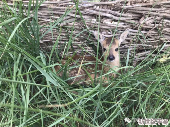 狍与女人做爰视频播放最新消息近日有网友爆料称在某社交平台上发现了一段狍子与人类互动的视频引发热议