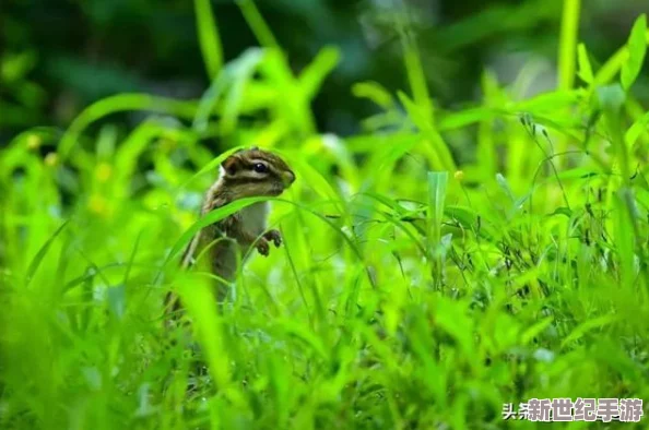 女人被草视频：自然界中的植物生长与人类和谐共存的美好画面